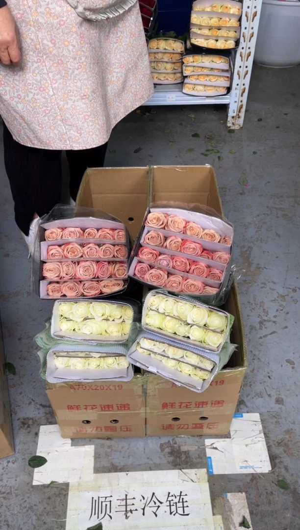 卡布2扎+骄傲2扎