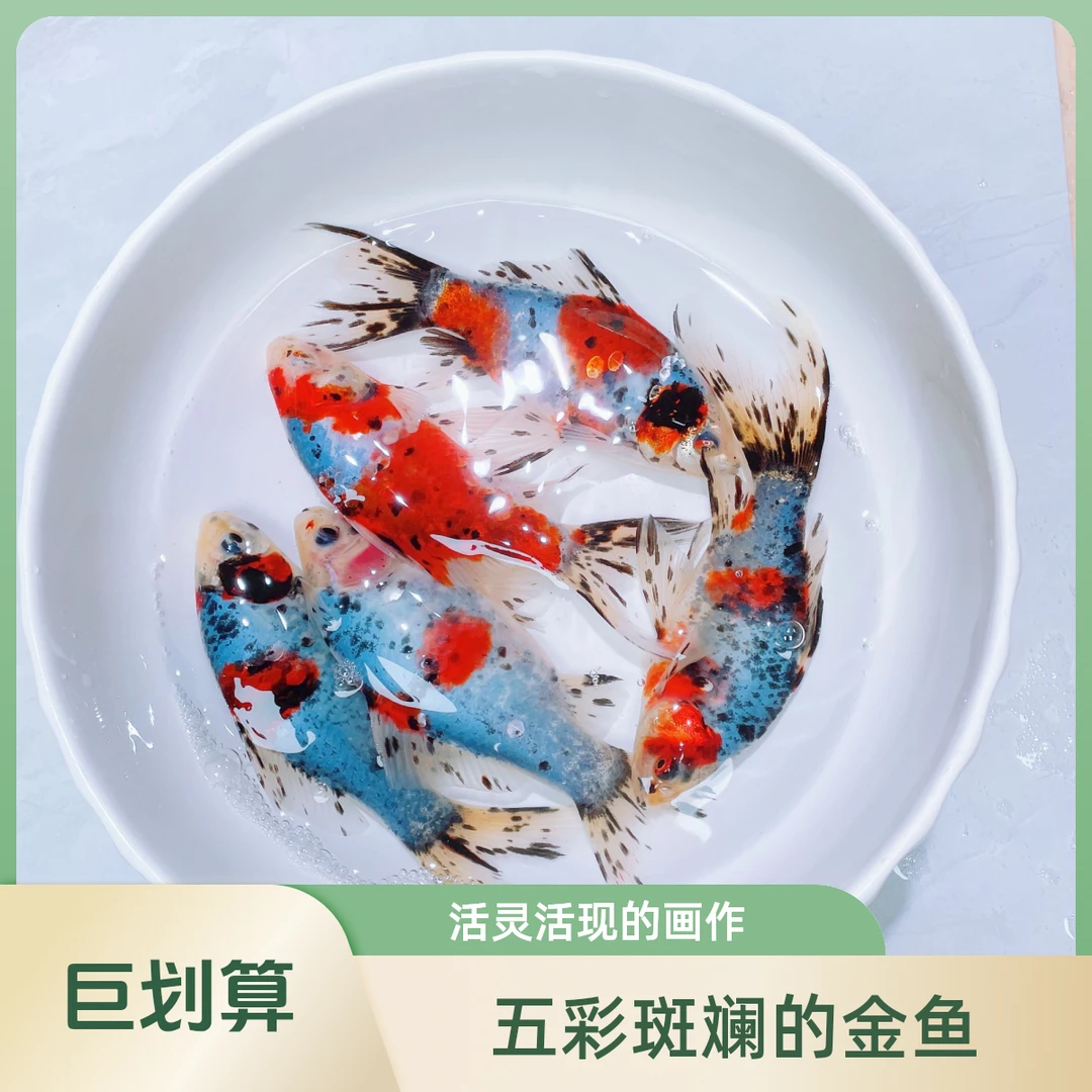 【冷水花鹦鹉】蓝花鹦鹉鱼  精品观赏鱼 新手鱼金鱼 锦鲫 好养 易活