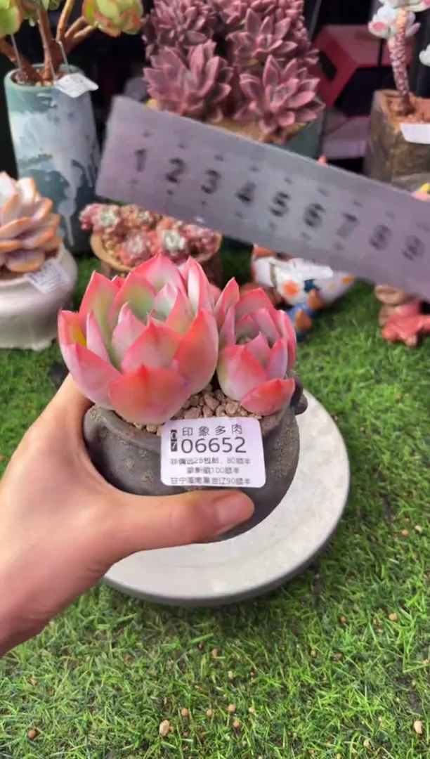 昆明印象多肉06652