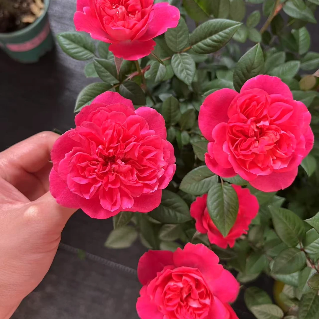 【埃及艳后棒棒糖】1加仑月季原盆原土带花苞发货云南基地直发