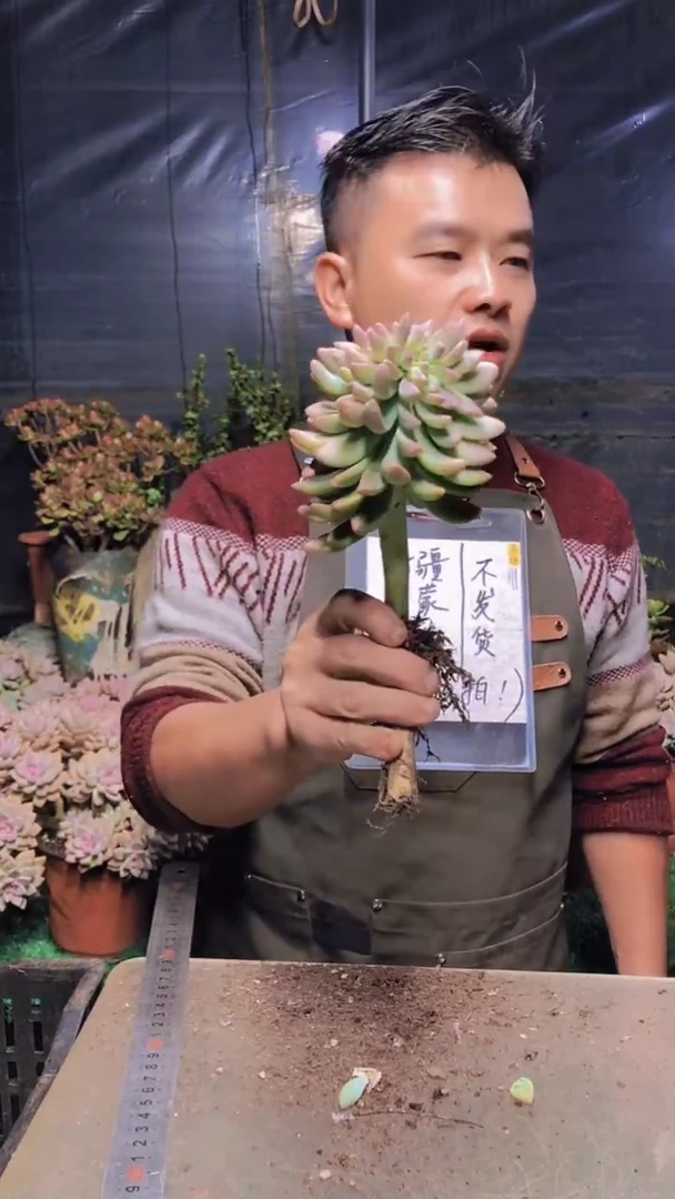 160淡雪缀化一物一拍