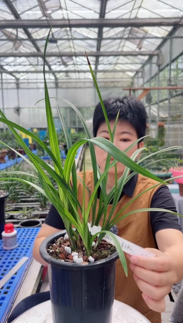 当前无花朵，栽培后可花朵庄*相香王彩虹，，，庄德相