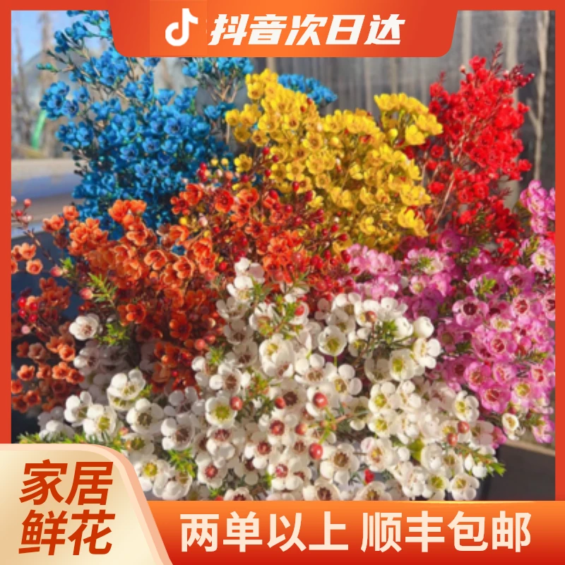 『吸色腊梅一把』吸色腊梅超长花期 温暖氛围 节日家居花卉