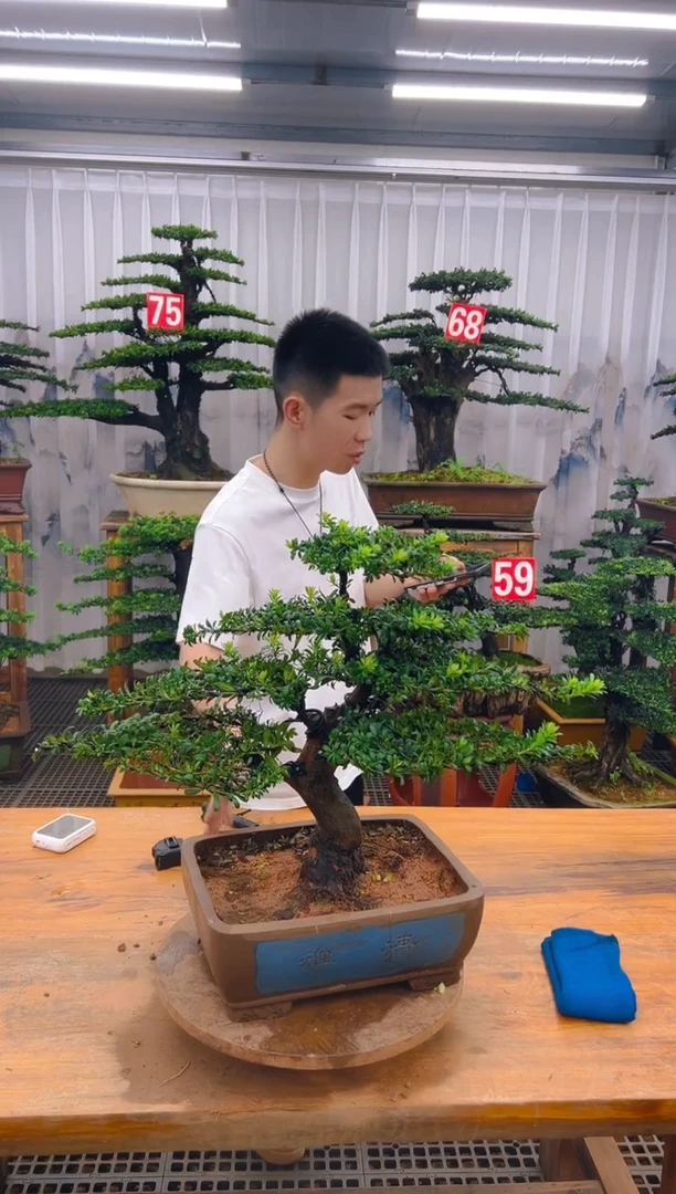 无花朵精品盆景直播间一物一拍