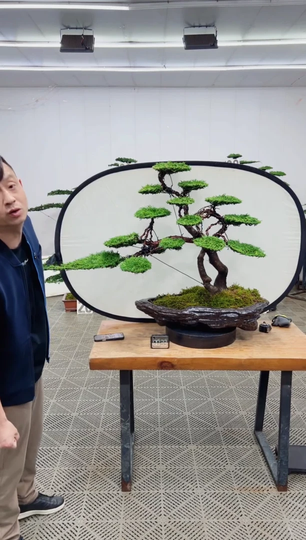 造型盆景一物一拍
