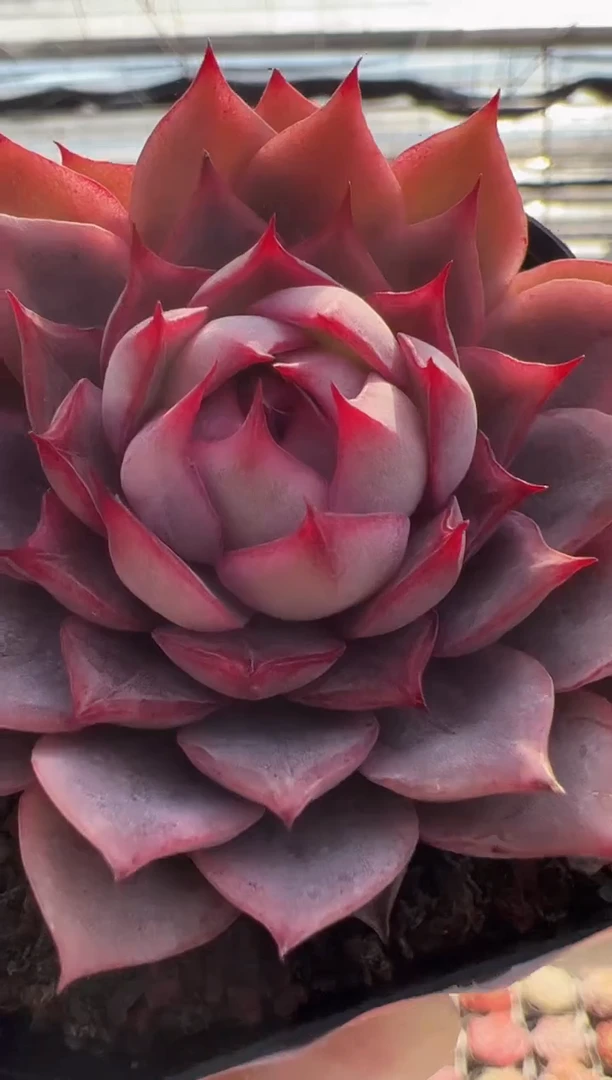 【闪购商品】新品多肉-47