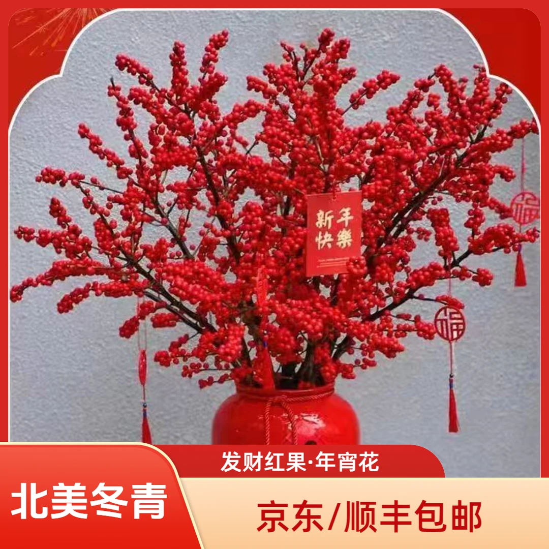 A级北美冬青鲜切花发财红果水培室内花卉绿植喜庆乔迁年宵花