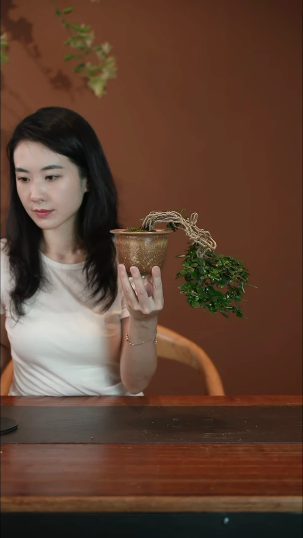 无花朵福建茶盆景盆景盆景