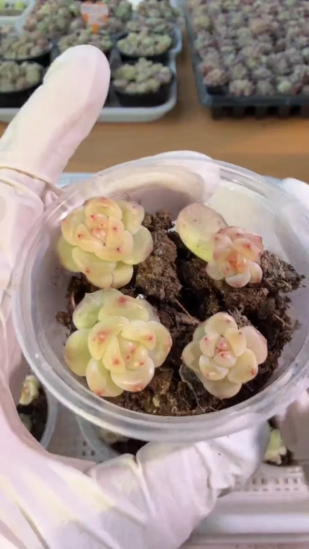T3000小圆盒1盒 4颗量拍多肉植物