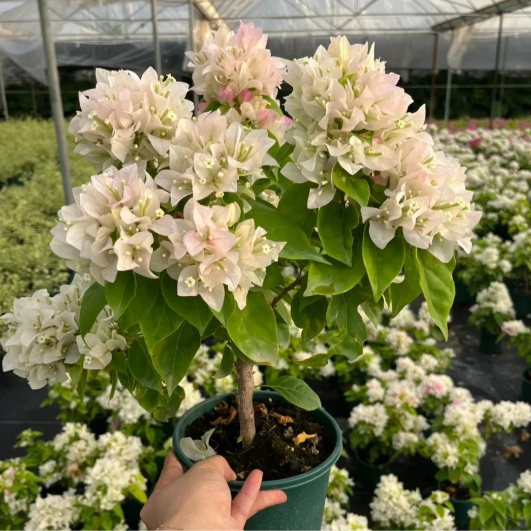 白雪公主三角梅绿植盆栽花卉阳台四季开花勤花