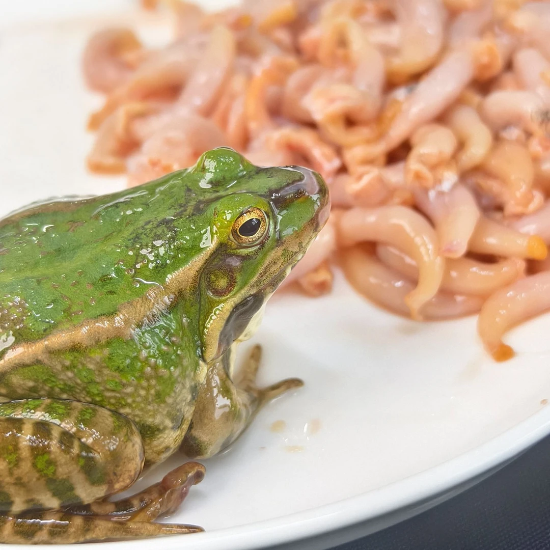 青蛙预定，顺丰发货，现杀，活青蛙，收拾好，纯腿