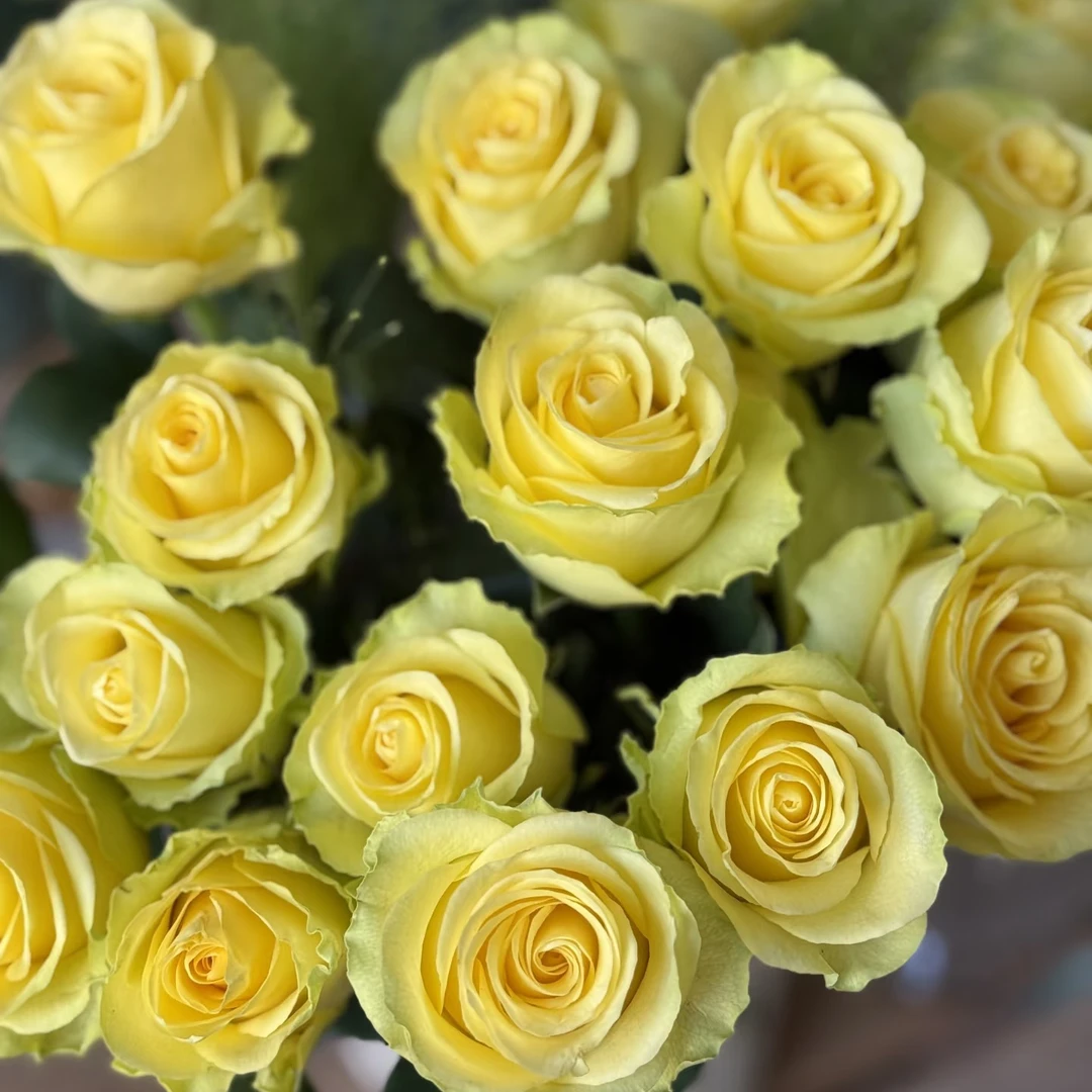 浪漫沙滩（修剪） 2.8升根接苗