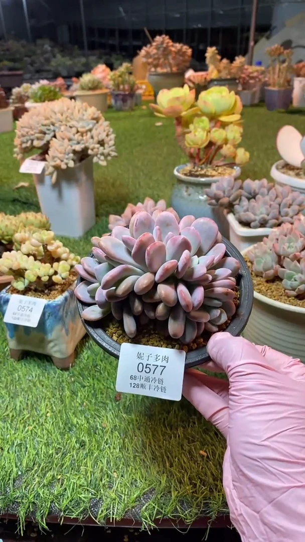 0577（满28包邮发货）