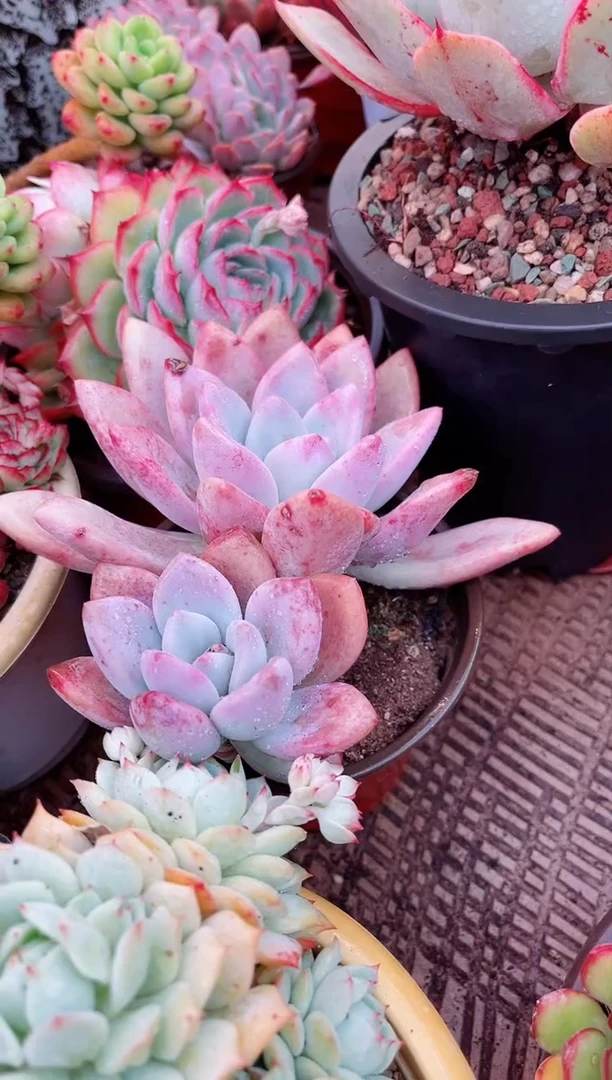 【闪购商品】04243