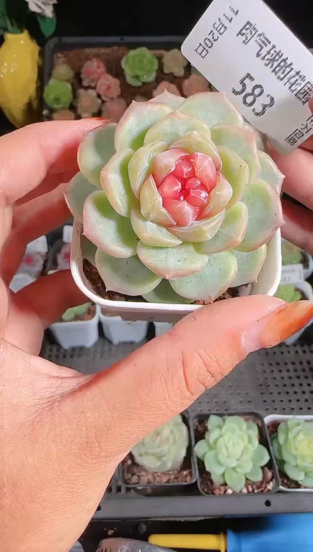 1120-583舒月群生不包整