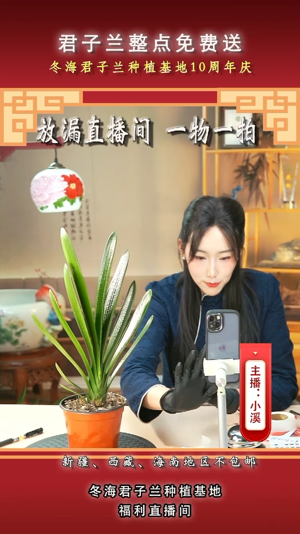 当前无花朵，栽培后可花朵停*君子兰