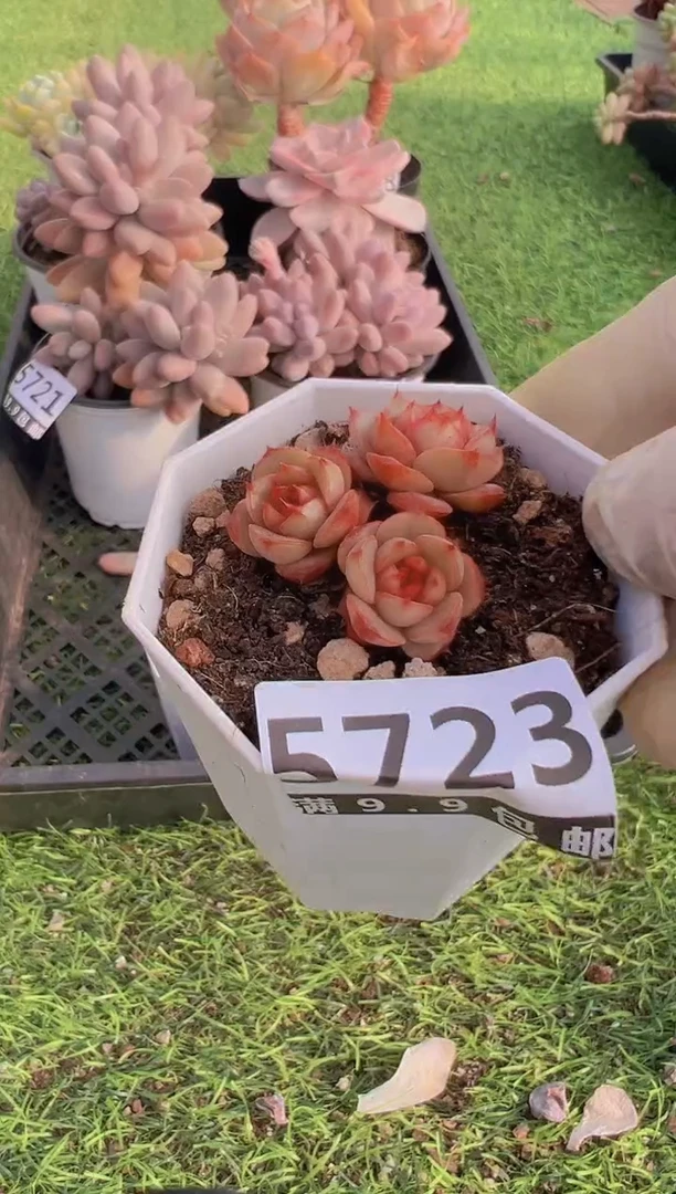 【闪购商品】信福多肉一物一拍