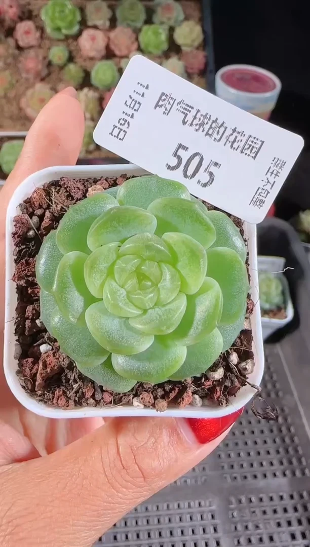 1116-505无尽灯群生不包整
