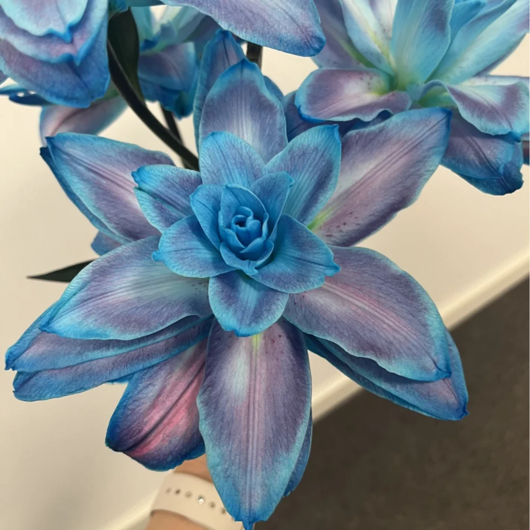 【大聪明卖花】极光百合-任意2单鲜花包邮发货后不支持退款