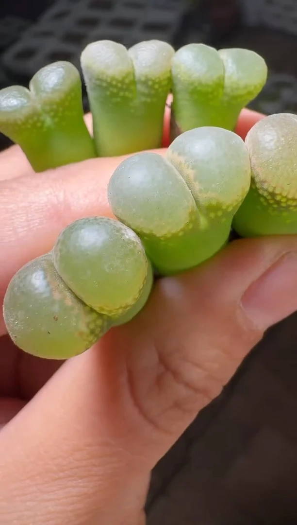 13-97多肉植物一颗