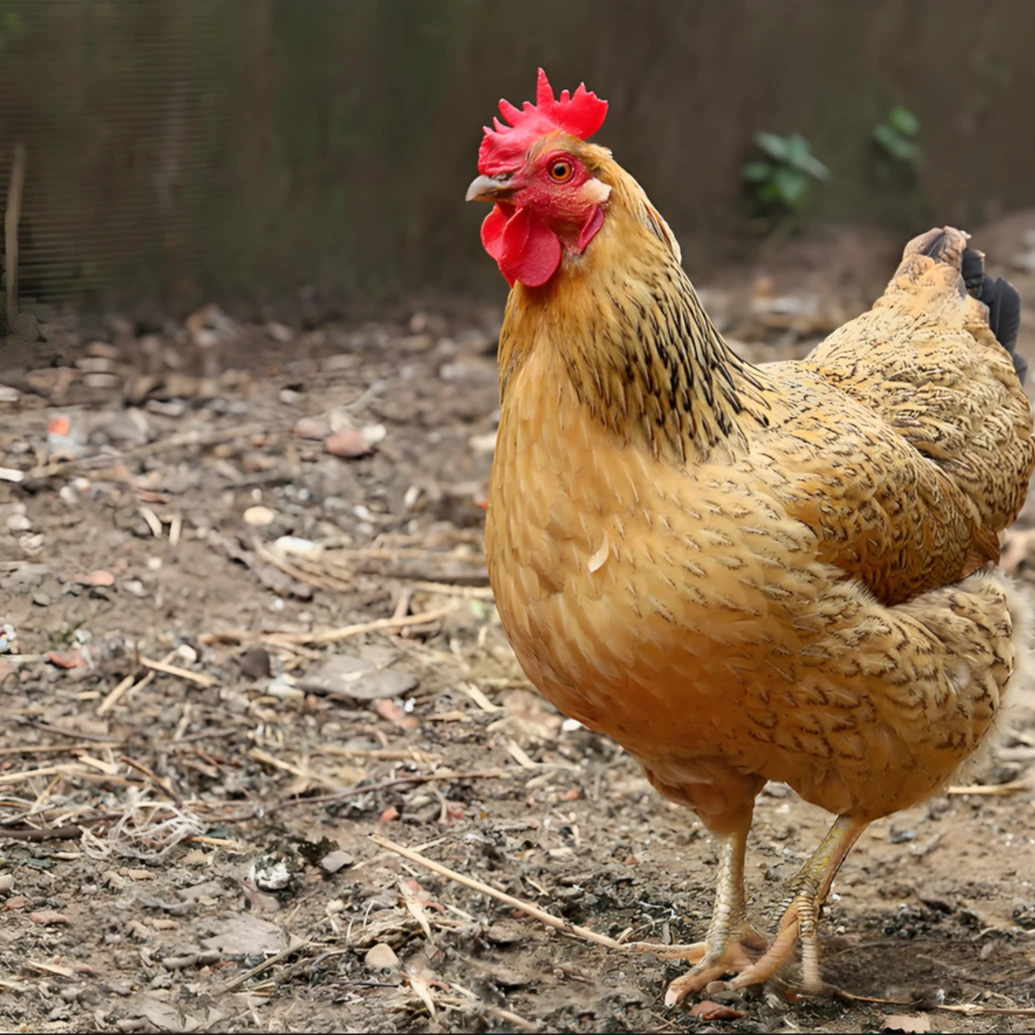 【红烧母鸡】农家散养土鸡红烧专用