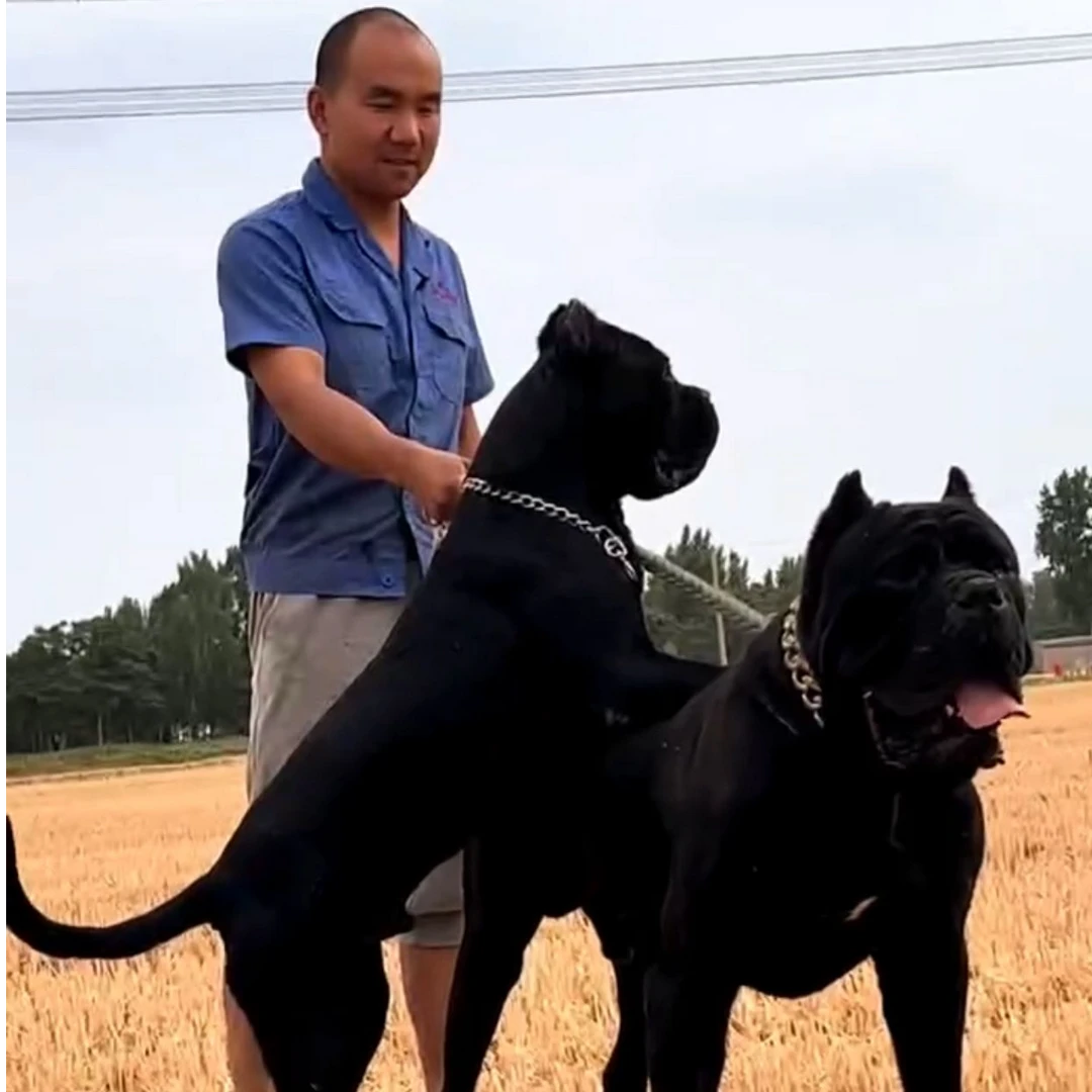 卡斯罗幼犬双血统看家护院短毛帅气卡斯罗犬修耳朵幼崽