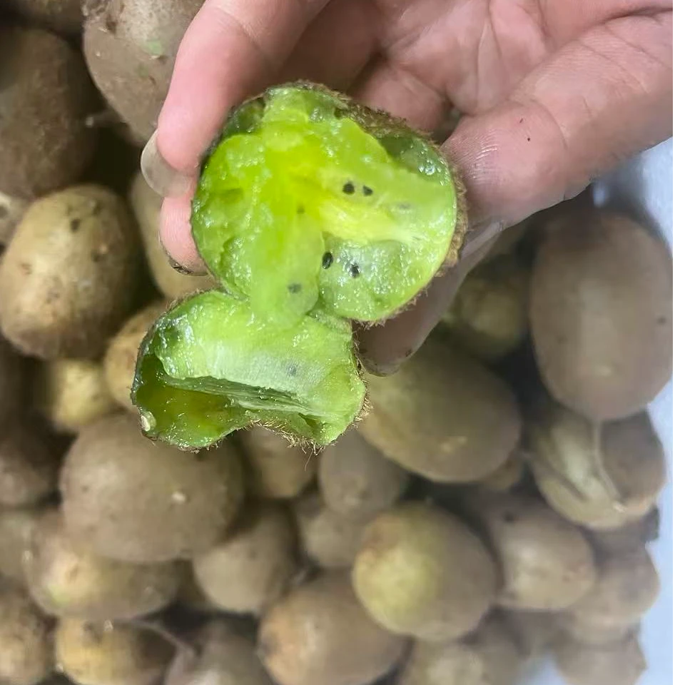 【野生猕猴桃】四川宜宾周家高山野生猕猴桃 视频 连接限量下单