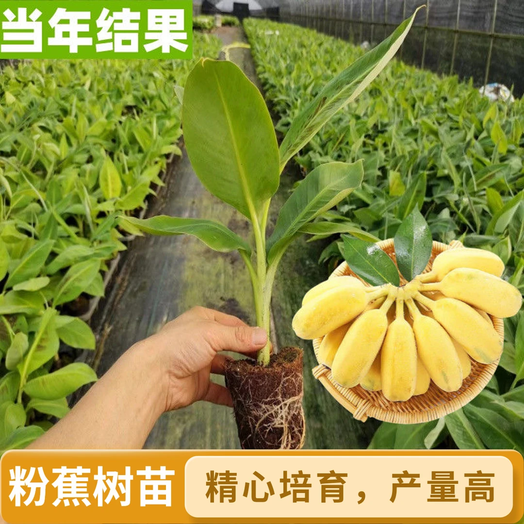 粉蕉香蕉树苗当年结果矮化树形香蕉粉蕉南北方均可庭院花盆地栽种