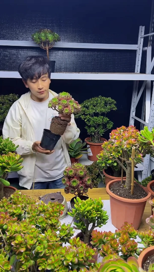 完美手捧花系列·圆叶玫瑰·新手好养