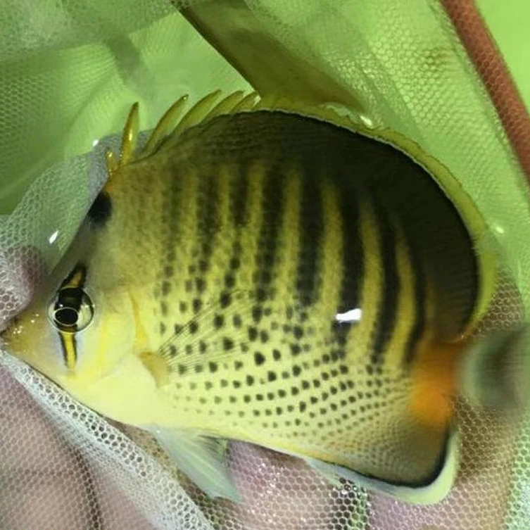 海水观赏鱼 虎皮碟