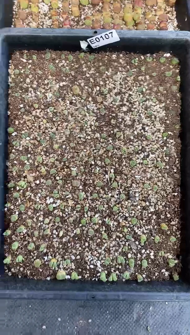 0107直播一物一拍