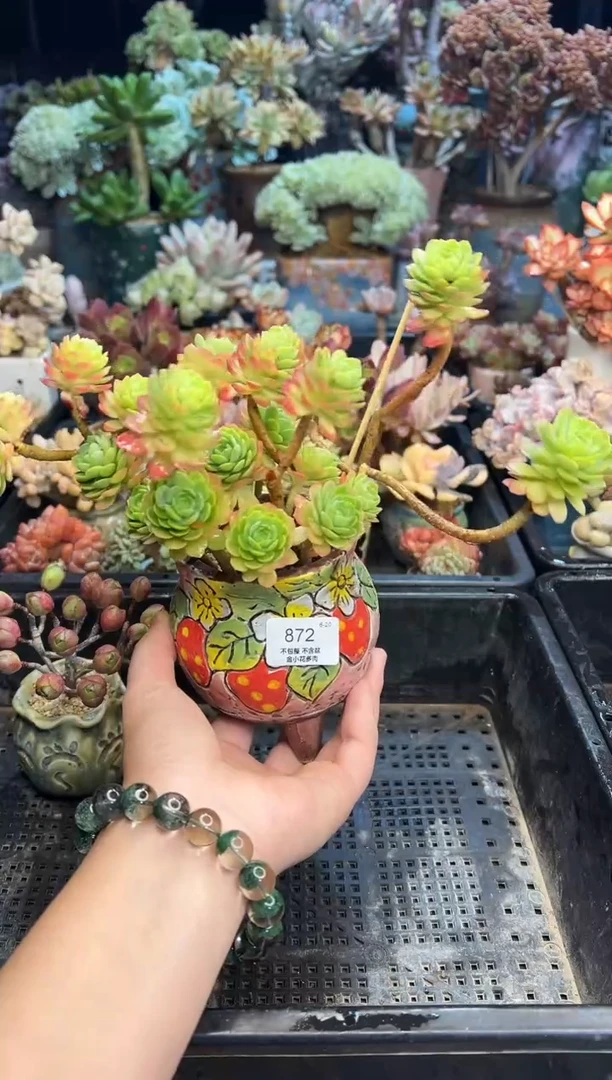 从**行872           不带盆