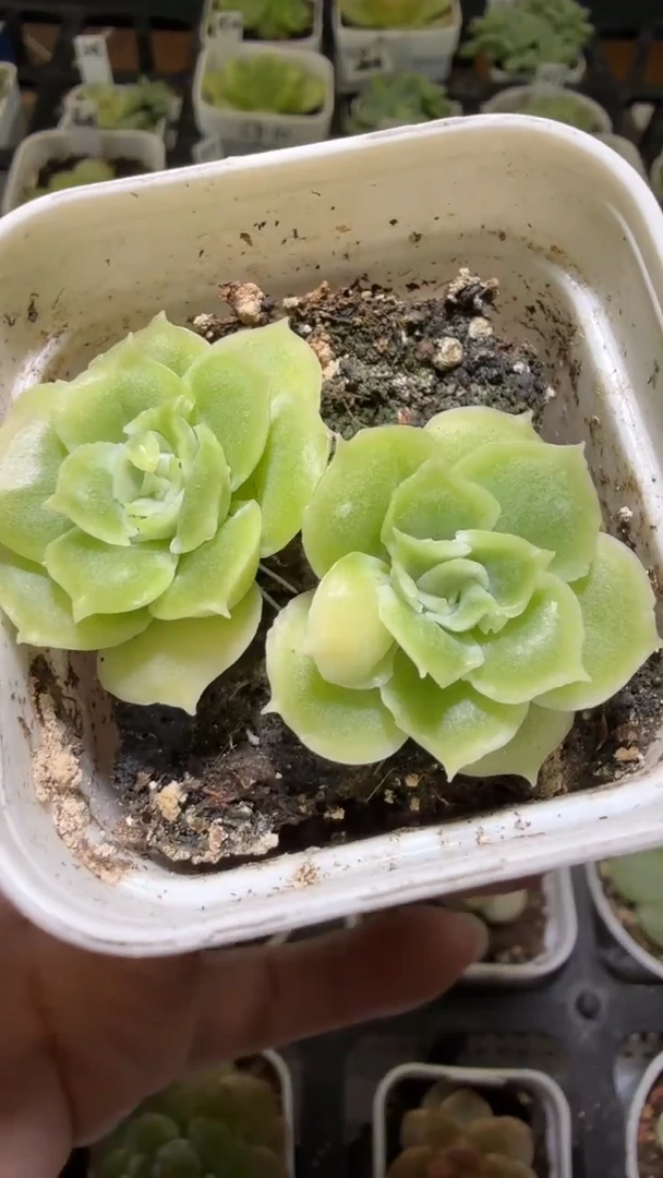 1335  虾饺多肉植物