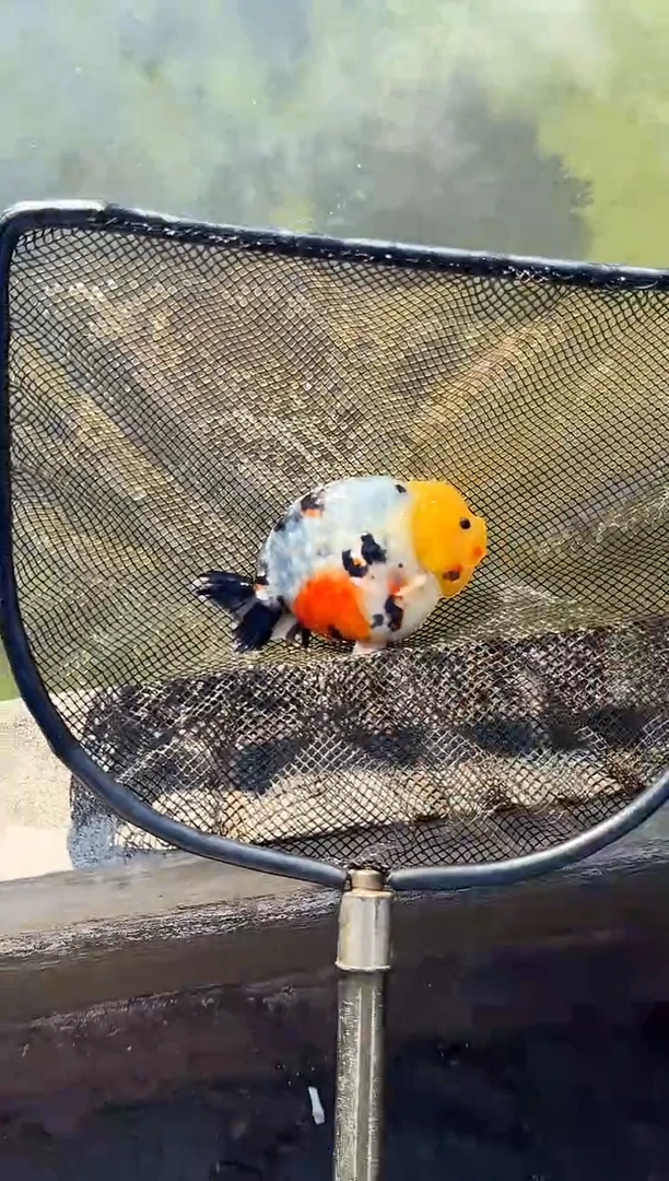 金鱼好*鬼水娃娃渔场观赏鱼兰寿金鱼 不包邮