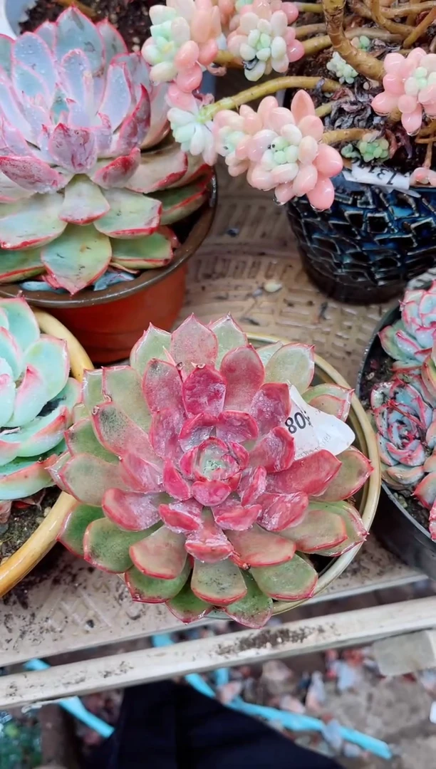 25085多肉植物一物一拍