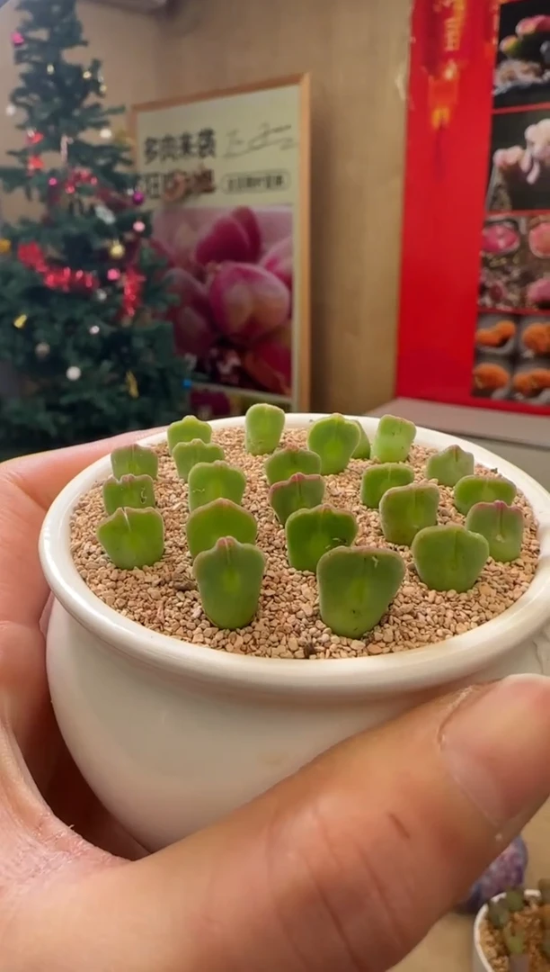 【闪购商品】23-74天使之翼一颗