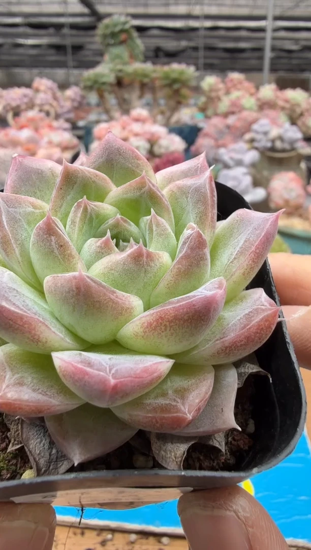 东云多肉园二店-457