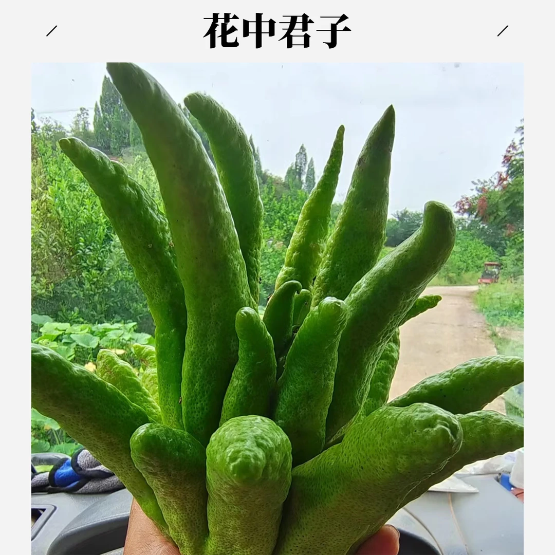 观赏果佛手柑干养水培把玩闻香清供泡茶泡酒净气熬膏食用新鲜切