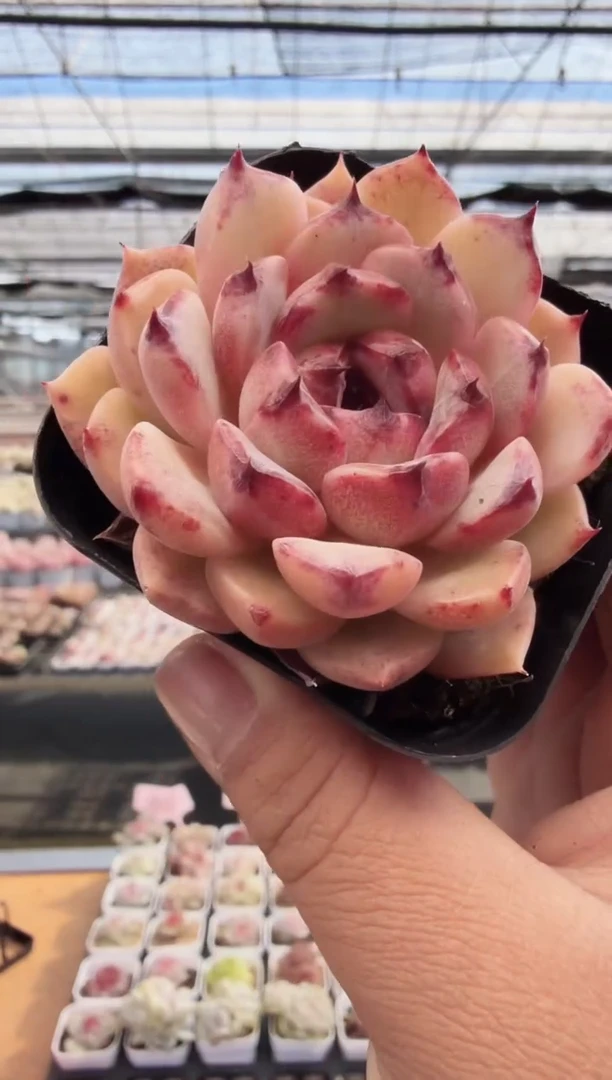 东云多肉园新款-274