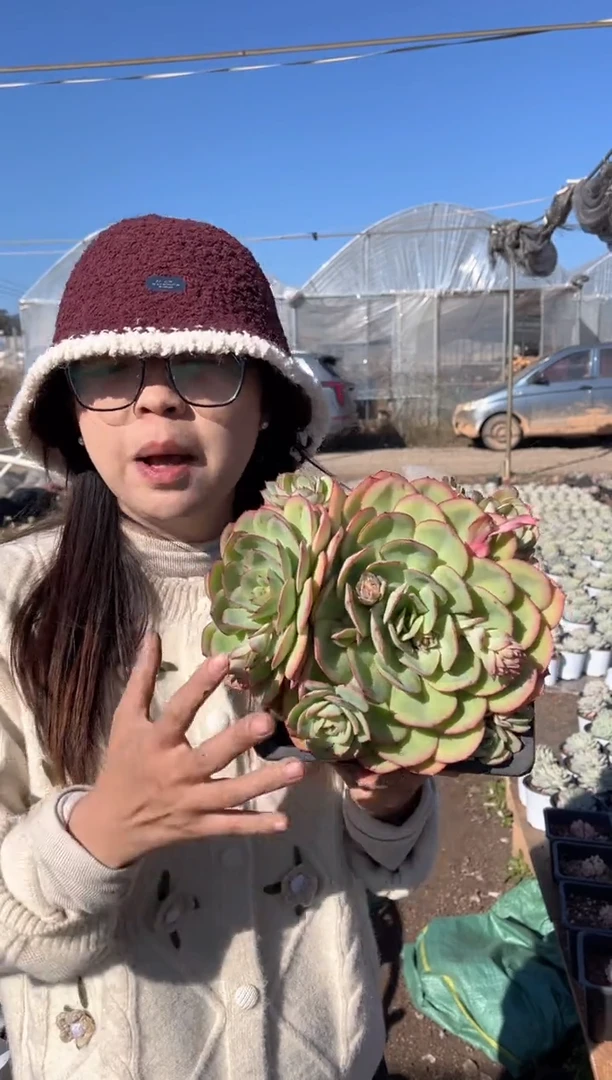 【闪购商品】50-牡丹亭9.99