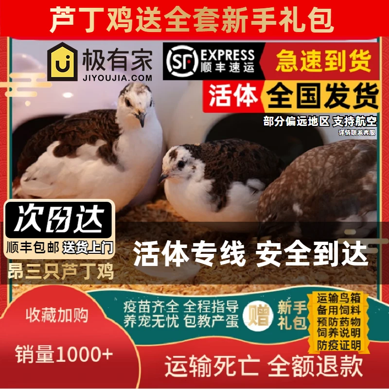 昂三只网红芦丁鸡宠物鸡全色系宠物活鸡40-60天青年鸡芦丁鸡活鸡