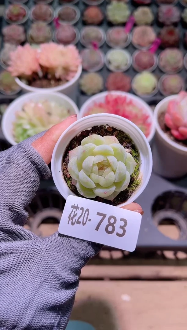 【闪购商品】20-783瑶台心