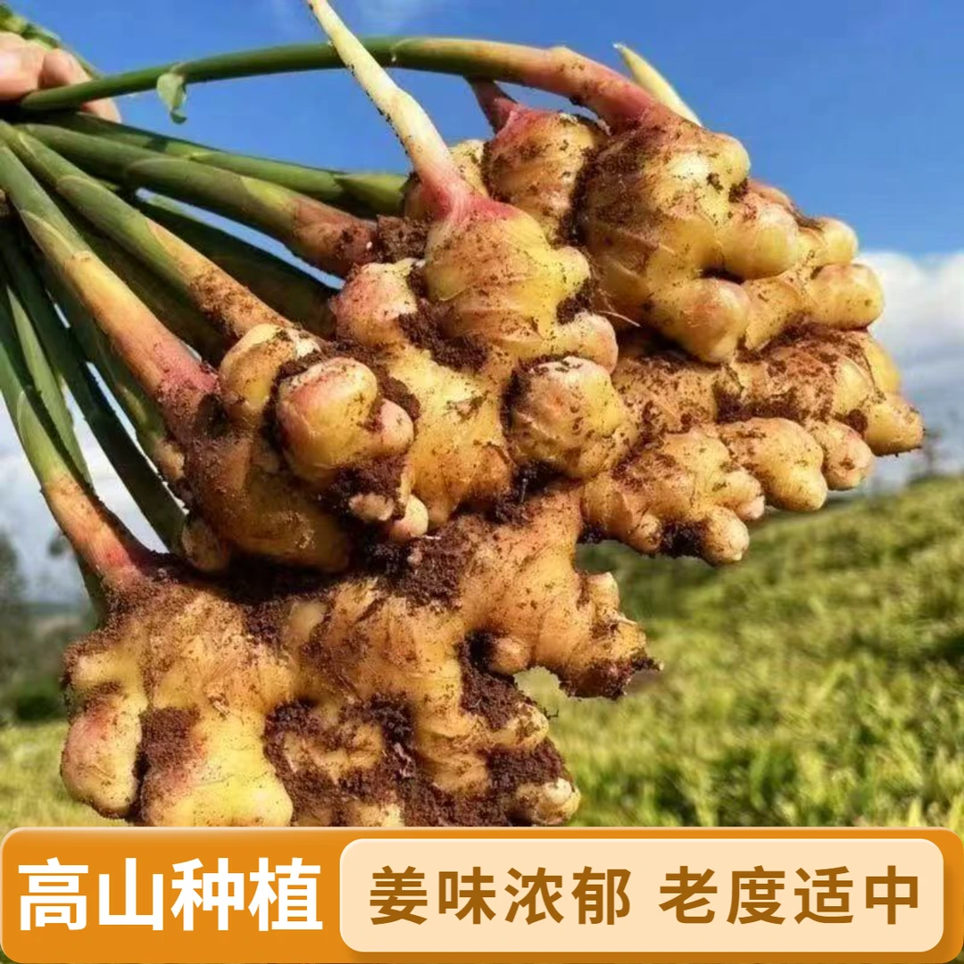 云南新鲜小黄姜新鲜现挖老度适中姜丝绵密姜香浓郁