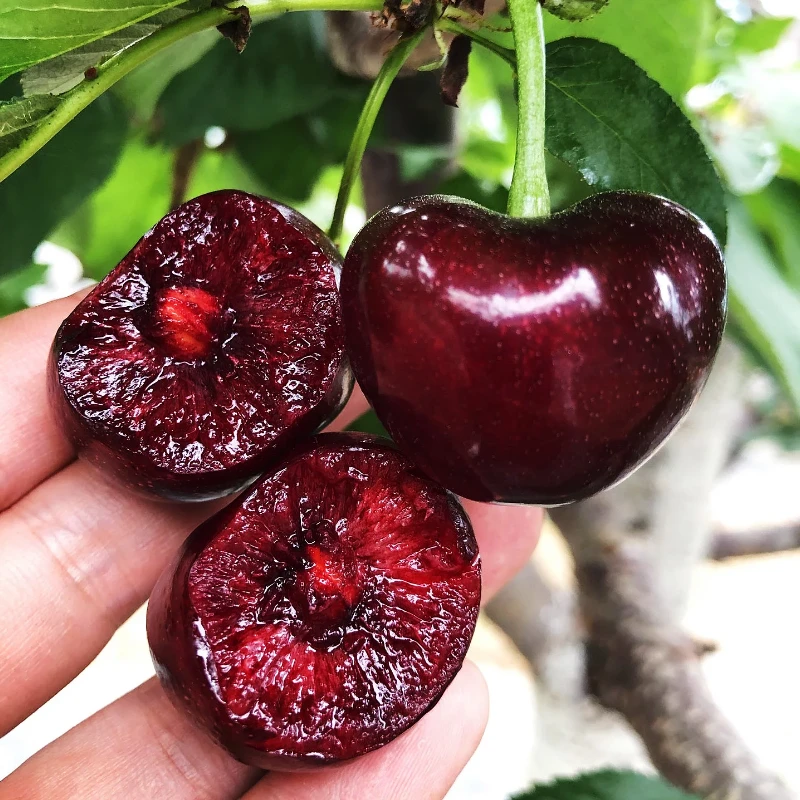 【天水套袋胜利车厘子脆甜大樱桃省内拍】果园直发现摘现发应季新鲜
