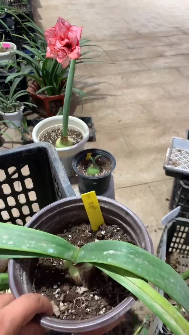 当前无花栽培后可以开花黄玫瑰4cm+裸根