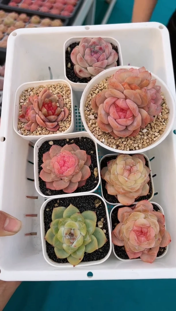 【闪购商品】冰魄套餐七颗一组