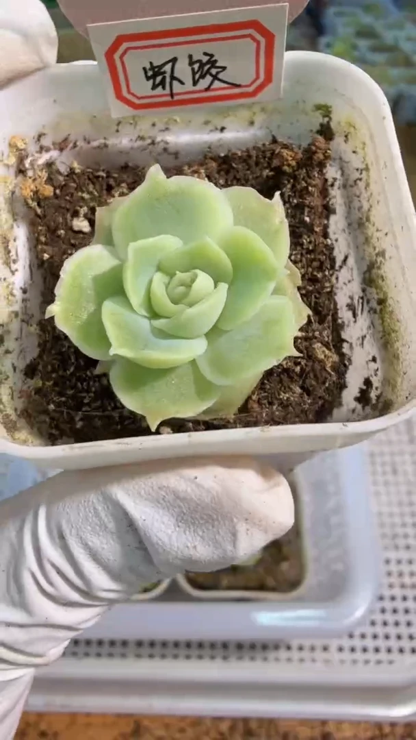 虾饺五方一盆 单双混 量拍混发