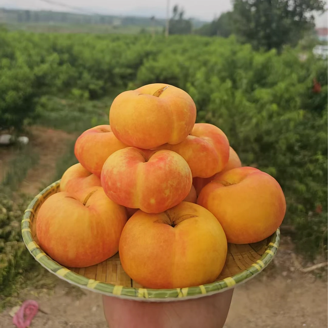 【现摘现发】山东蒙阴笑脸蟠桃裂口彩虹蟠桃黄油蟠桃产地直发爆汁