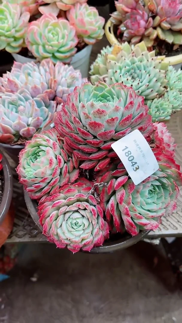 【闪购商品】18043