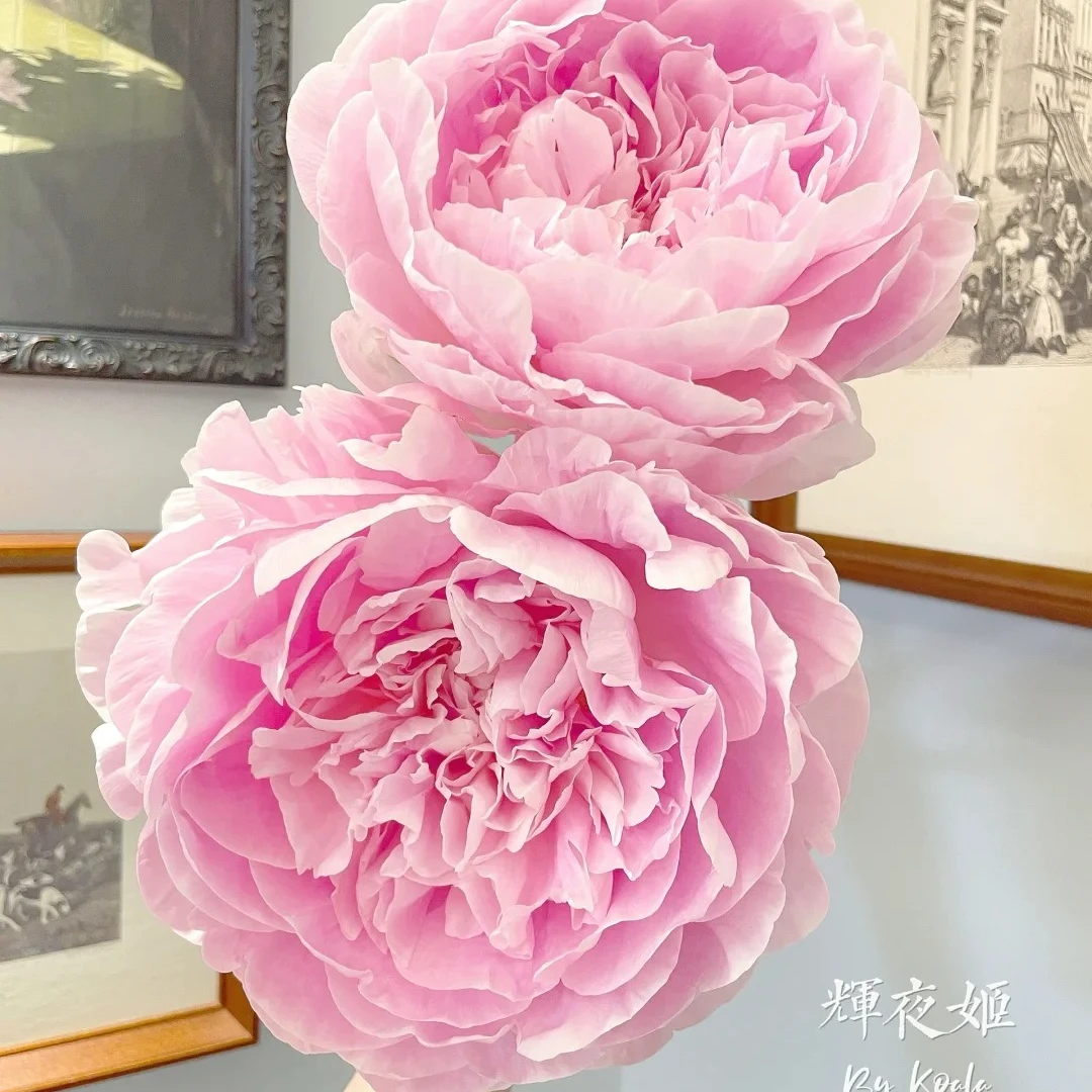 【辉夜姬】高端芍药苗粉色大花型盆栽地栽阳台庭院花园包对版包正版